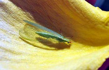 Lacewing on rose petal, private garden, El Cerrito, CA. Photo by TJ Gehling. CC BY-NC-ND 2.0