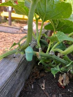 A cheerful tomato plant grows in a school raised bed and is home to a Monarch butterfly cocoon. Photo by Pam Austin.