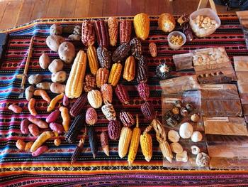 Varieties of Andean Corn.