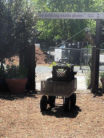 UC Master Gardeners walk around Lafayette Community Garden providing advice and sharing ideas.