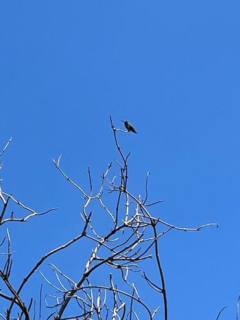 A small hummingbird lays claim to the tallest branch of an elderberry tree at the Richmond Low Water Garden.