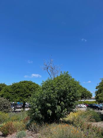 An elderberry tree that needed extreme pruning due to aphids and sooty mold is home to a tenacious hummingbird.