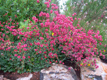 Rosy buckwheat (Eriogonum grande var. rubescens). Photo courtesy of Annie's Annuals and Perennials.