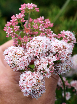 California Buckwheat  (Eriogonum fasciculatum). Photo courtesy of Annie’s Annuals and Perennials.