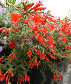 California Fuschia (Epilobium canum). Photo courtesy of Annie’s Annuals and Perennials.