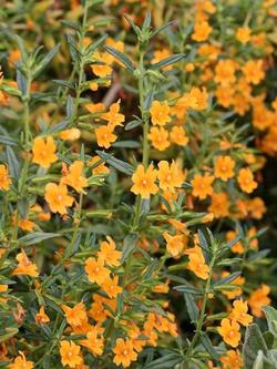 Sticky Monkeyflower (Diplacus aurantiacus). Photo courtesy of Annie’s Annuals and Perennials.