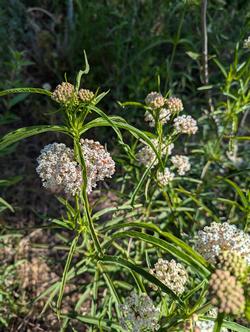 Narrow Leaf Milkweed (Asclepias fascicularis). Photo courtesy of Robin Mitchell.