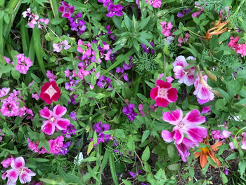 Various Clarkia species. Photo courtesy of Laurinda Ochoa.