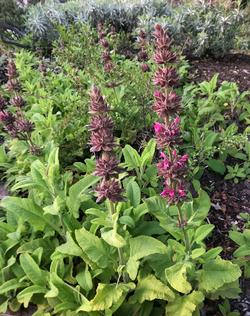 Hummingbird sage. Photo courtesy of Laurinda Ochoa.