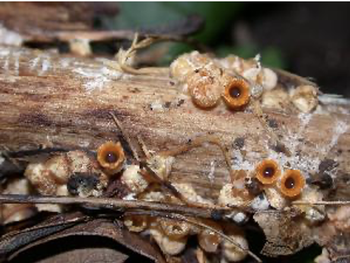 Artillery Fungus grows on moist wood mulch or other rotting wood in cool weather. Photo courtesy UC Master Gardeners.