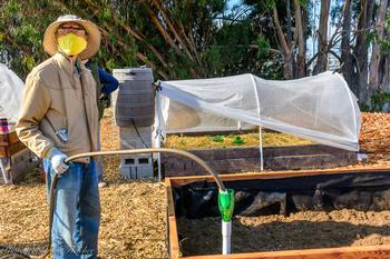 UC Master Gardener Ken Ong wears safety glasses, gloves and a mask while working. Photo by Fletcher Oakes.