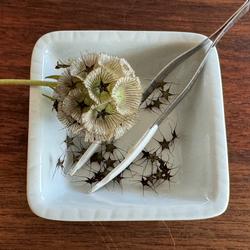 As you cut back dry annuals and perennials, save the seeds, (Scabiosa stellata seeds above) especially from California native annuals or perennials.