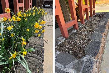 Spring bulbs are at their peak. Now they’re done! It's time to dispose of the dried debris.