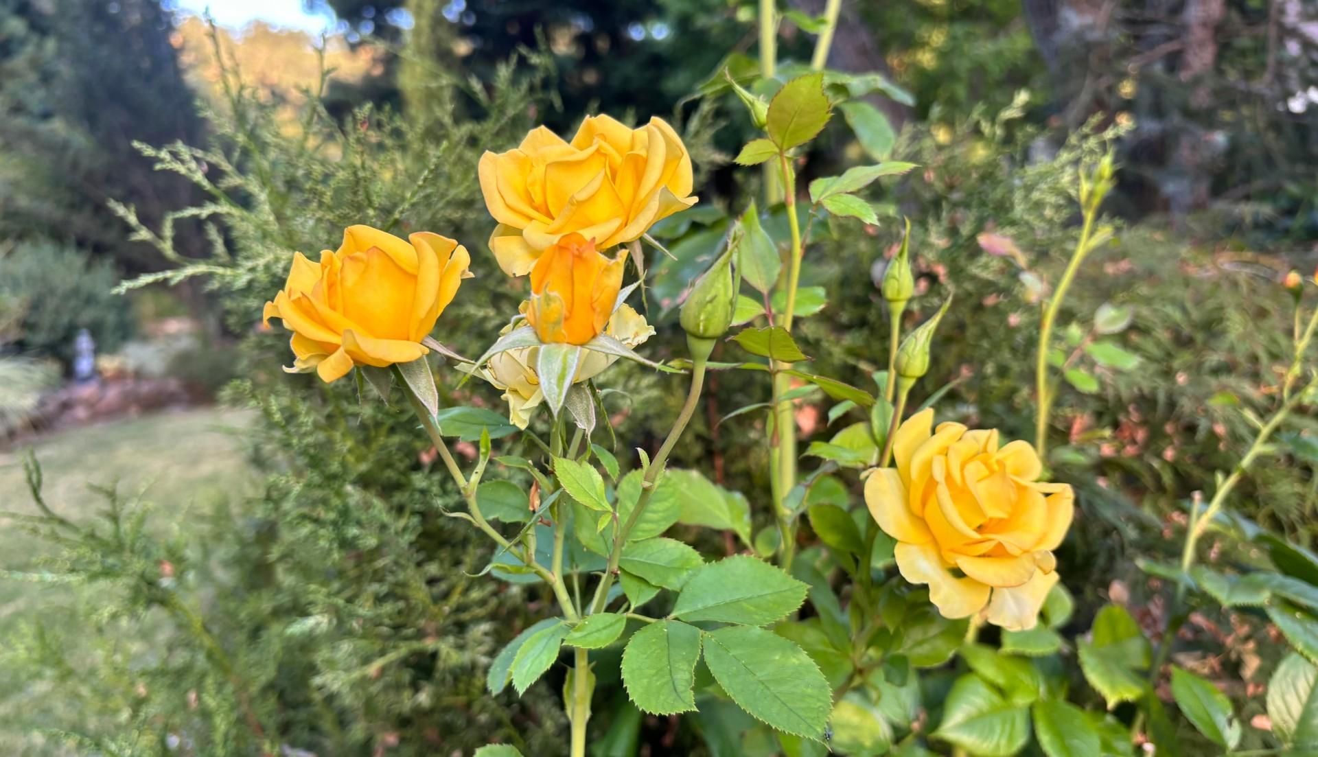 Photo of roses for September 2024 webinar