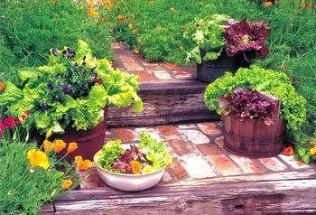 Typical Winter Veggie Containers. Photo courtesy of Rosalind Creasy