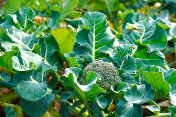 Winter Broccoli can be collected several times. Photo Courtesy of Shutterstock.