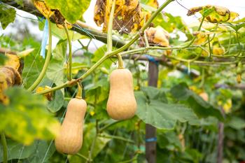 Butternut squash are excellent winter product. Photo courtesy Shutterstock