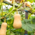 Growing Winter Veggies on Patios