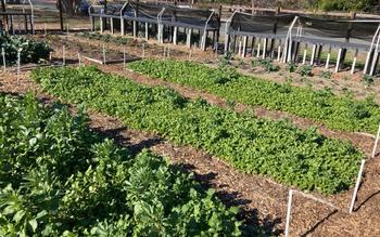 Cover crops. Photo courtesy of Greg Letts.