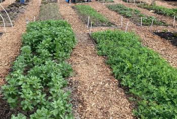 Cover crop. Photo courtesy of Greg Letts.