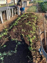 Composting in place. Photo courtesy of Greg Letts.