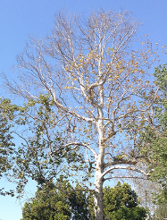 Figure 1. Young branches dying. Photo courtesy of UCANR.