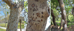 Figure 2. Oozing on trunk (L to R): Native sycamore, Coast live oak, Avocado. Photo courtesy of UCANR.