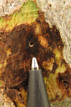 Figure 4. Round entry holes the size of a ballpoint pen. Photo courtesy of UCANR.