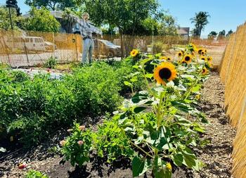 A jaunty scarecrow watches over beautiful sunflowers as they rise from the Pueblos del Sol Garden_Photo Courtesy May Coleman