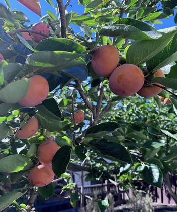 Persimmon Tree