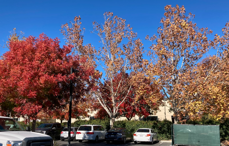 Fall leaf colors, such as yellow and orange, dominate in the fall when chlorophyll is absent as the tree goes dormant for the winter.