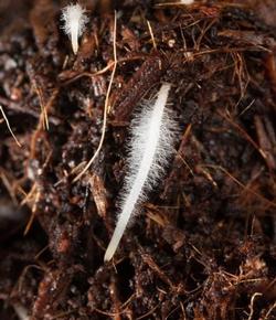 Root hairs.  Single-celled and large surface area, perfect for absorption of water and nutrients.  Photo courtesy of UCANR.