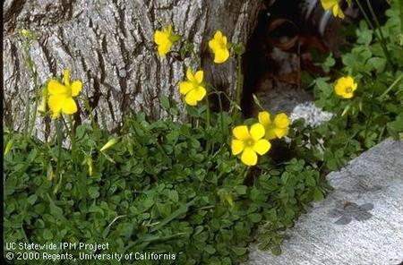 Oxalis - UC Staewide IPM