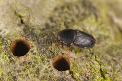 Adult oak bark beetle emerging through bark. Photo courtesy of Shutterstock.