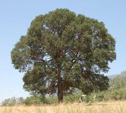 Blue oaks prefer hot dry locations. Photo courtesy of UCANR.