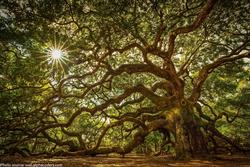 Local oak trees are under constant threat. Photo courtesy of UCANR.