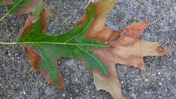 Oak bacterial leaf scorch. Photo courtesy of University of Maryland Extension