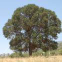 Protecting Our Local Oaks