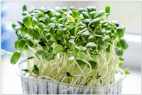 Microgreens can be grown in recycled berry containers. Photo courtesy of Pixabay.