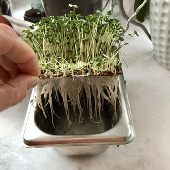 Hydroponic Tray. Photo courtesy of Andrea Salzman.