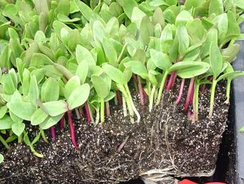 Radish makes a tasty microgreen in salads. Photo courtesy of University of Florida Food & Agriculture.