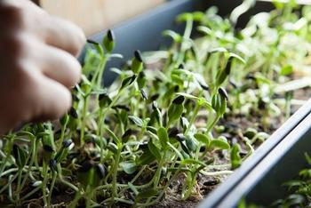 Microgreen growing is easy. Photo courtesy of Kathy Craig.