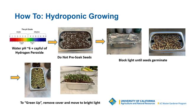 Hydroponic Growing. Courtesy of Andrea Salzman.