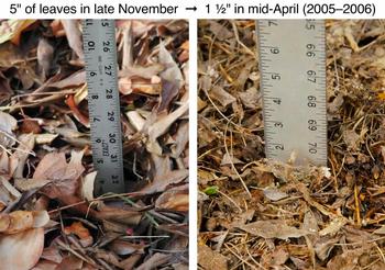 Natural leaf decomposition. Photo courtesy of UC Master Gardeners of Santa Clara County.