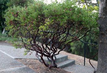 Trimmed manzanita. Photo courtesy of Hedwig Van Den Broeck.