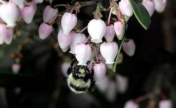 Black-tailed Bumble Bee (Bombus melanopygus) on manzanita, taken in January. Photo courtesy of TJ Gehling.