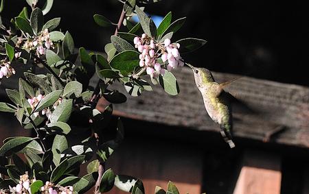 Hummingbird on Manzanita in January. Photo by TJ Gehling.