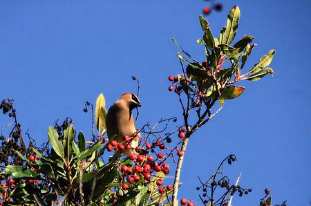 Cedar Waxwing eating Toyon berries, January. Photo by TJ Gehling.