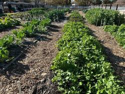 Compost is used for paths in the vegetable beds.