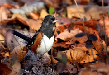 Spotted Towhee looking for insects in leaves. Courtesy UCANR Stanislaus County.